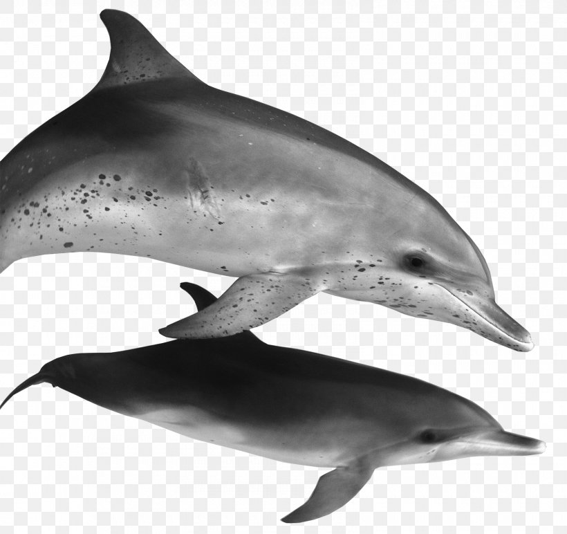 Spinner Dolphin Common Bottlenose Dolphin Striped Dolphin Rough-toothed Dolphin Short-beaked Common Dolphin, PNG, 1600x1508px, Spinner Dolphin, Black And White, Bottlenose Dolphin, Chinese White Dolphin, Common Bottlenose Dolphin Download Free