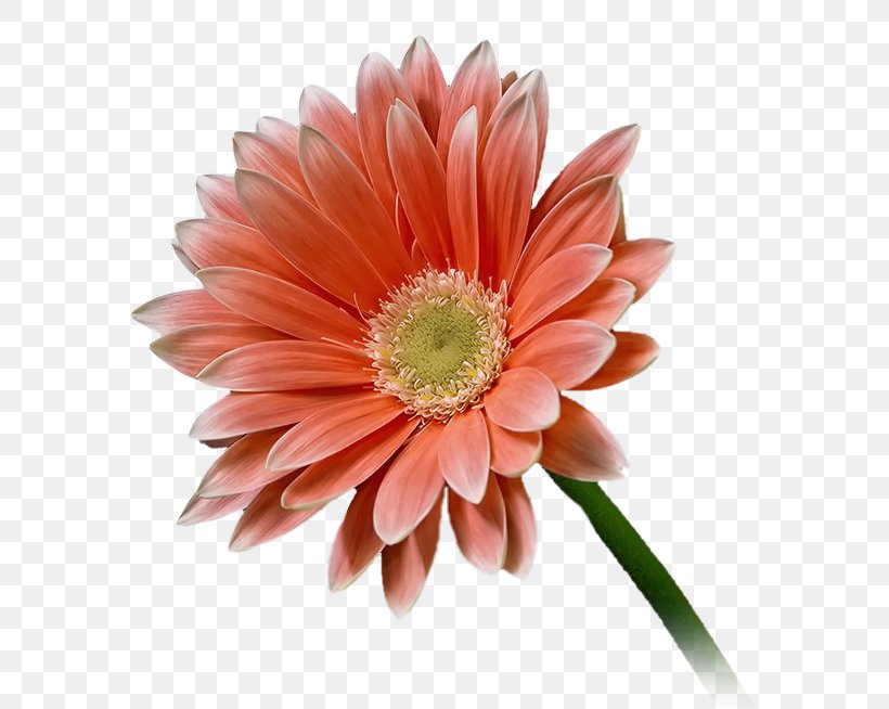 Transvaal Daisy Cut Flowers Chrysanthemum Rose, PNG, 684x654px, Transvaal Daisy, Blume, Chrysanthemum, Chrysanths, Cut Flowers Download Free