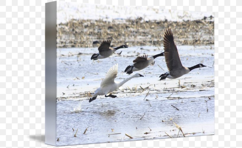 Wader Goose Cygnini Bird Duck, PNG, 650x504px, Wader, Anatidae, Beak, Bird, Charadriiformes Download Free