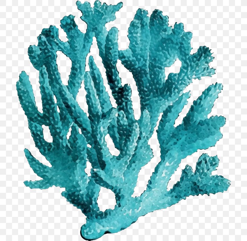 Aquarium Decor Turquoise Coral Coral Reef Plant, PNG, 714x800px, Watercolor, Aquarium Decor, Coral, Coral Reef, Fish Supply Download Free
