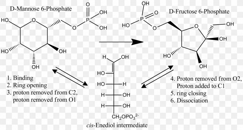 Mannose Phosphate Isomerase Mannose 6-phosphate Glucose-6-phosphate Isomerase, PNG, 1944x1039px, Isomerase, Black And White, Diagram, Enzyme, Fructose Download Free