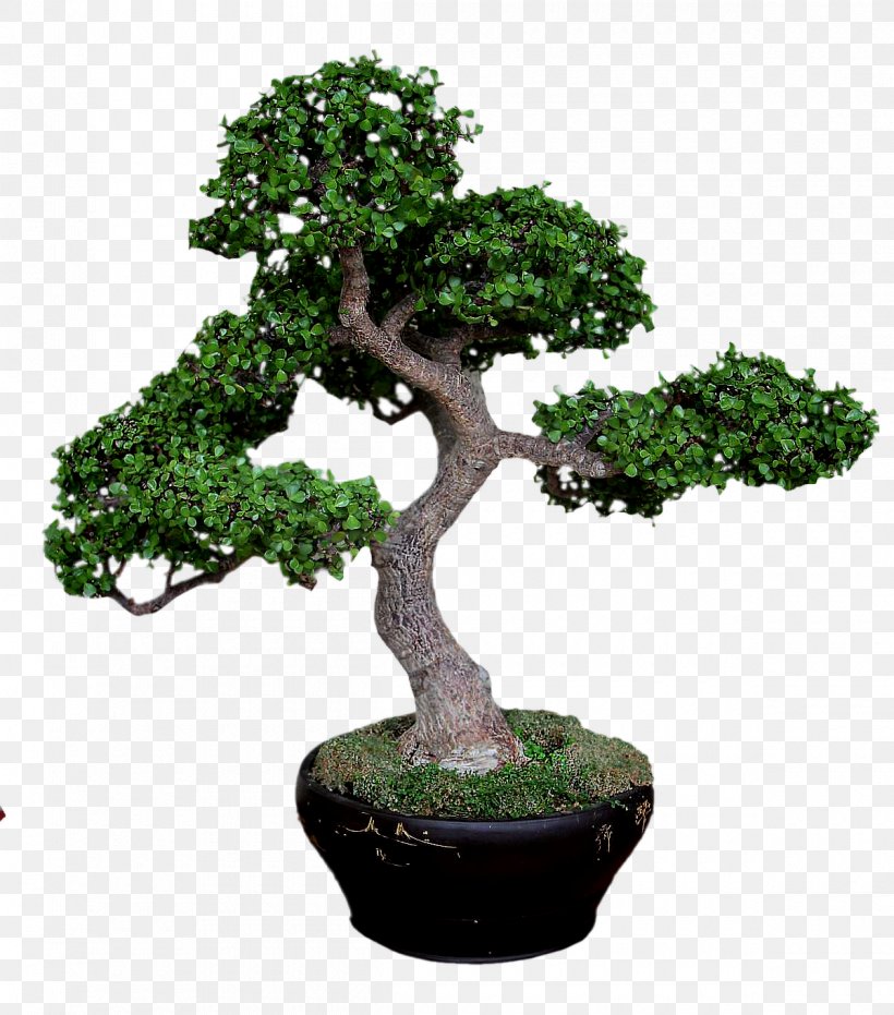 Sageretia Theezans Tree Flowerpot Shrub, PNG, 1200x1363px, Sageretia Theezans, Bonsai, Flowerpot, Houseplant, Plant Download Free