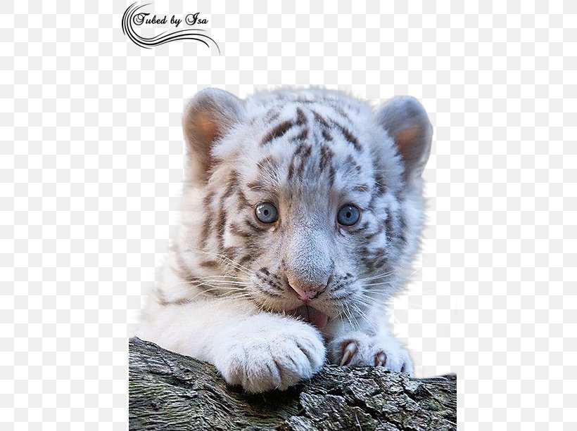 Siberian Tiger Bengal Tiger Golden Tiger Tiger Cubs Cat, PNG, 479x613px, Siberian Tiger, Amur Leopard, Animal, Bengal Tiger, Big Cat Download Free