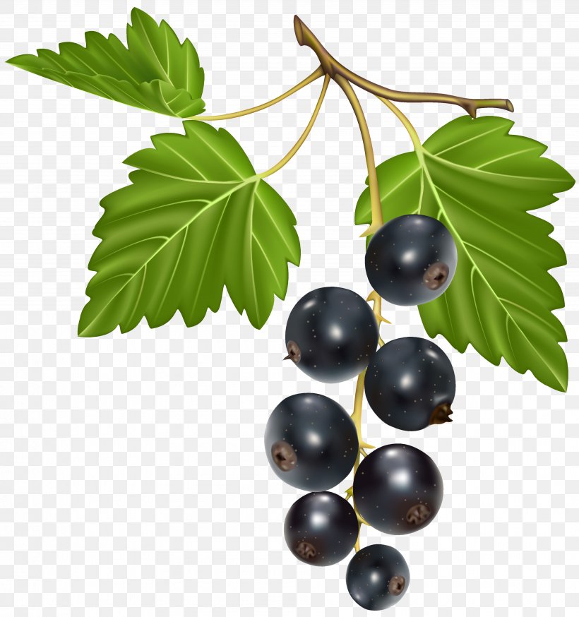 Blackcurrant Blackberry Chokeberry, PNG, 3831x4084px, Blackcurrant, Berry, Bilberry, Blackberry, Blueberry Download Free