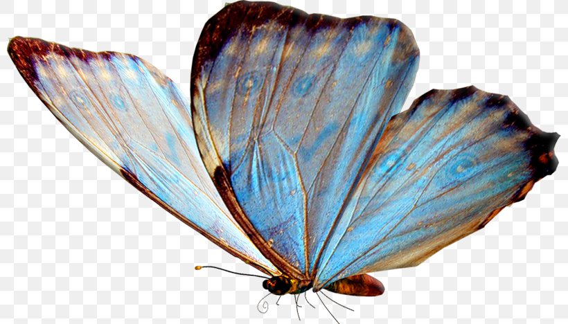 Butterfly Insect, PNG, 800x468px, Butterfly, Arthropod, Brush Footed Butterfly, Brushfooted Butterflies, Butterflies And Moths Download Free