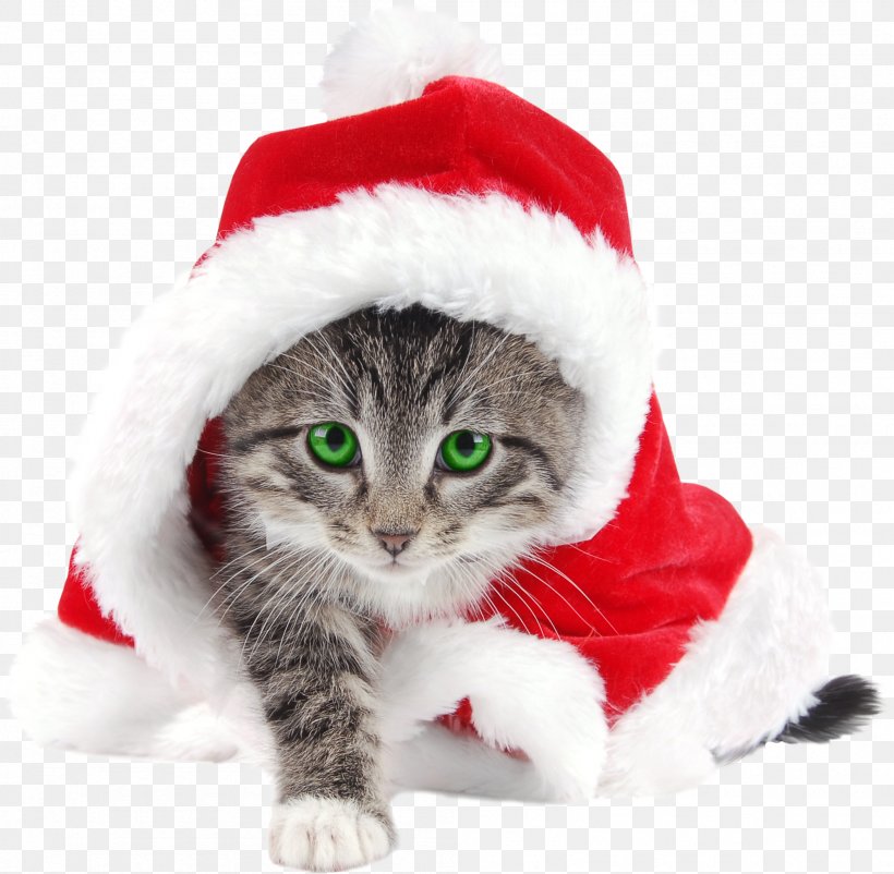 Kitten Cat Santa Claus Christmas Reindeer, PNG, 2002x1959px, Kitten, American Wirehair, Carnivoran, Cat, Cat Like Mammal Download Free