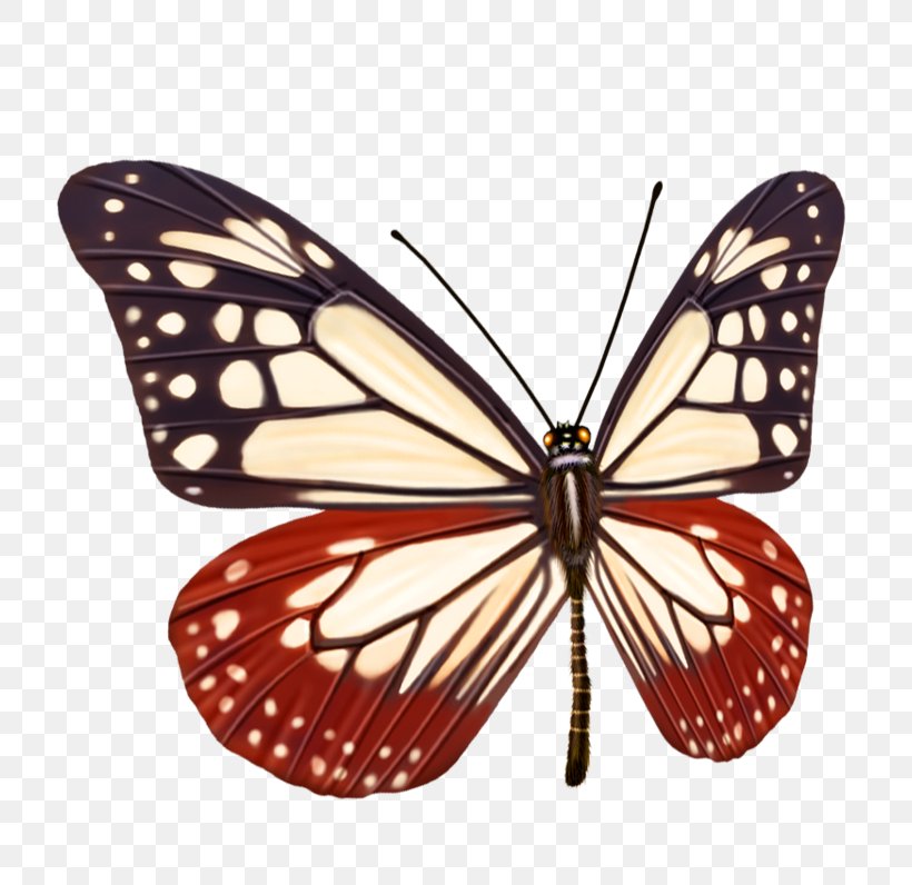 Monarch Butterfly Corsican Swallowtail Stock Photography Vector Graphics, PNG, 750x796px, Butterfly, Arthropod, Brushfooted Butterfly, Colourbox, Insect Download Free