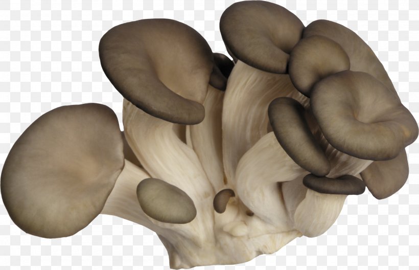 Oyster Mushroom Fungus Boletus Edulis Agaricus Campestris, PNG, 2000x1290px, Oyster Mushroom, Agaricus, Agaricus Campestris, Boletus Edulis, Edible Mushroom Download Free