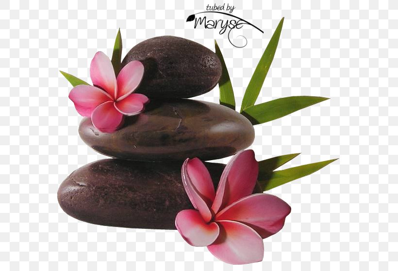Zen Nature Story Meditation Flower, PNG, 626x560px, Zen, Flower, Flowerpot, Frangipani, Japanese Rock Garden Download Free