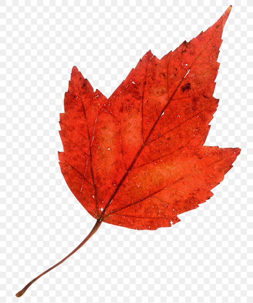 Autumn Leaf Color Maple Leaf, PNG, 750x981px, Autumn Leaf Color, Autumn, Color, Green, Leaf Download Free