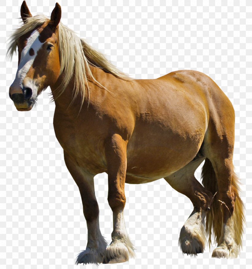 Horse Clip Art, PNG, 1184x1262px, Arabian Horse, American Miniature Horse, American Paint Horse, Animal, Black Download Free