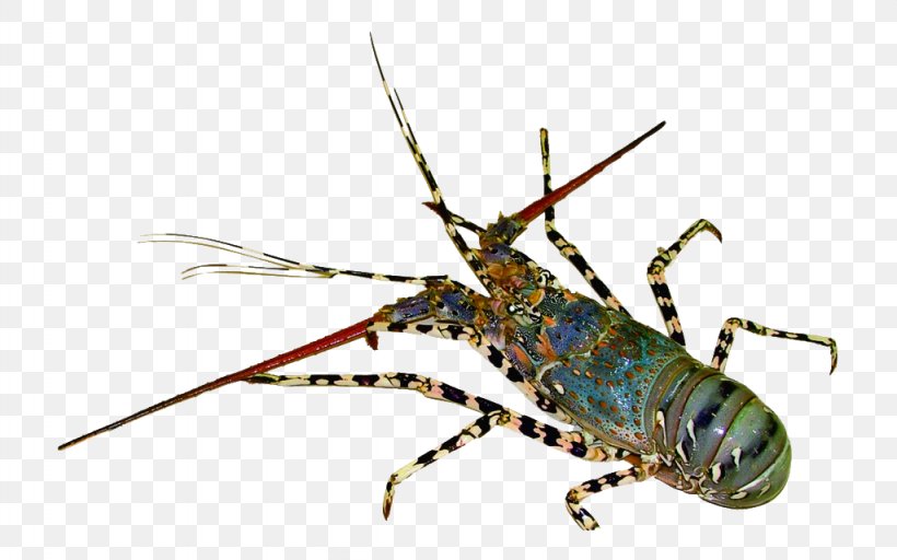 Lobster Decapoda Seafood Shrimp Palinurus Elephas, PNG, 1024x640px, Lobster, Animal Source Foods, Aquaculture, Arthropod, Cherax Quadricarinatus Download Free