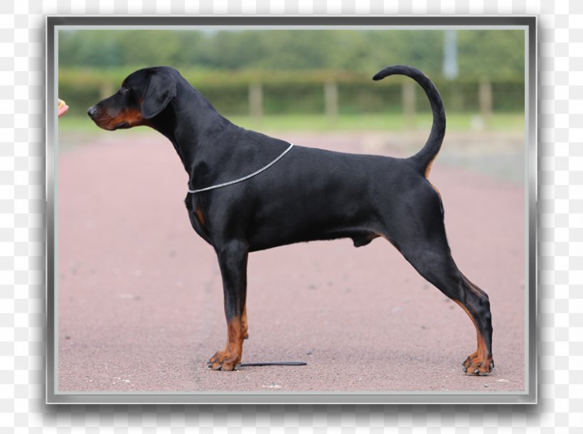 Dobermann German Pinscher Miniature Pinscher Manchester Terrier Austrian Black And Tan Hound, PNG, 840x625px, Dobermann, Austrian Black And Tan Hound, Breed, Carnivoran, Dog Download Free