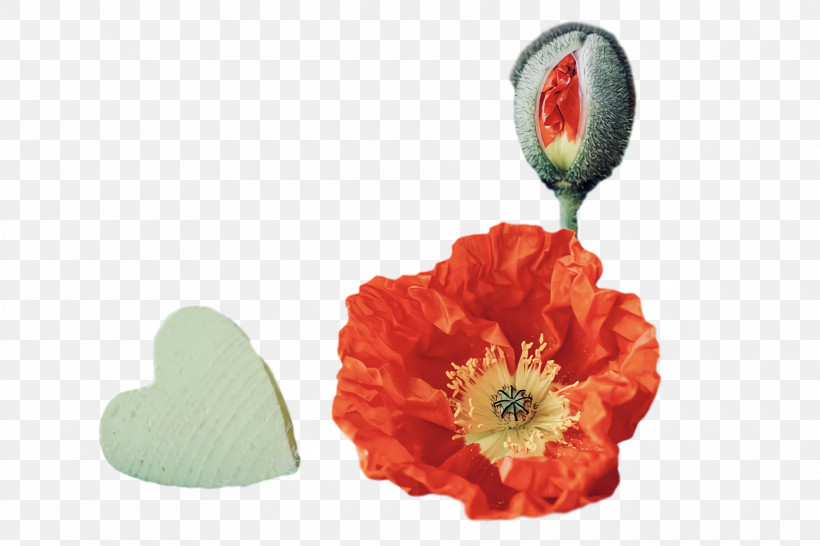 Floral Design, PNG, 1920x1280px, Poppy, Armistice Day, Artificial Flower, Drawing, Floral Design Download Free