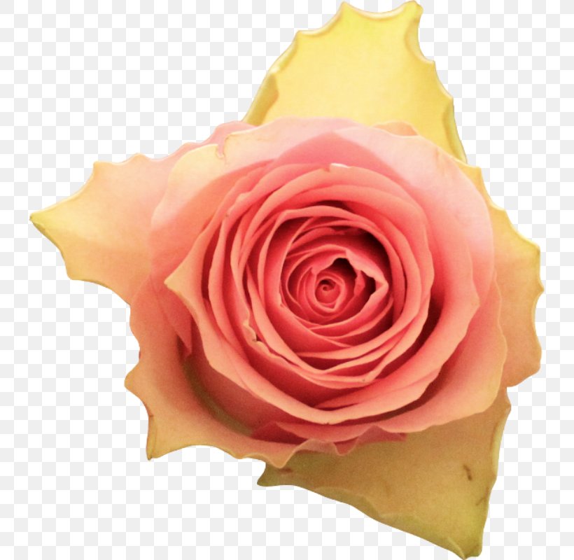 Garden Roses Centifolia Roses Floribunda Hijab Pantone, PNG, 737x800px, 2017, Garden Roses, Centifolia Roses, Close Up, Color Download Free