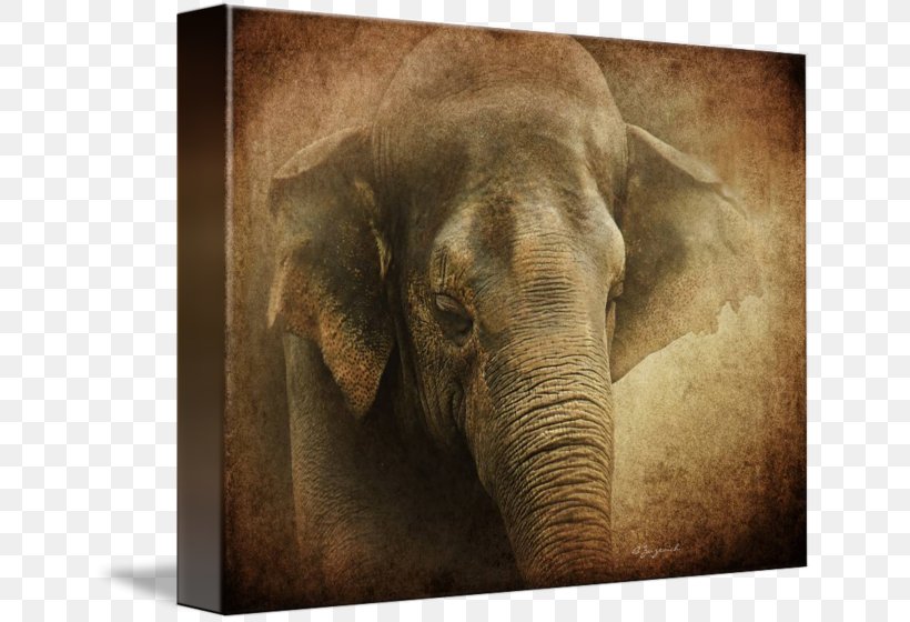 Indian Elephant African Elephant Gallery Wrap Canvas Wildlife, PNG, 650x560px, Indian Elephant, African Elephant, Animal, Art, Canvas Download Free