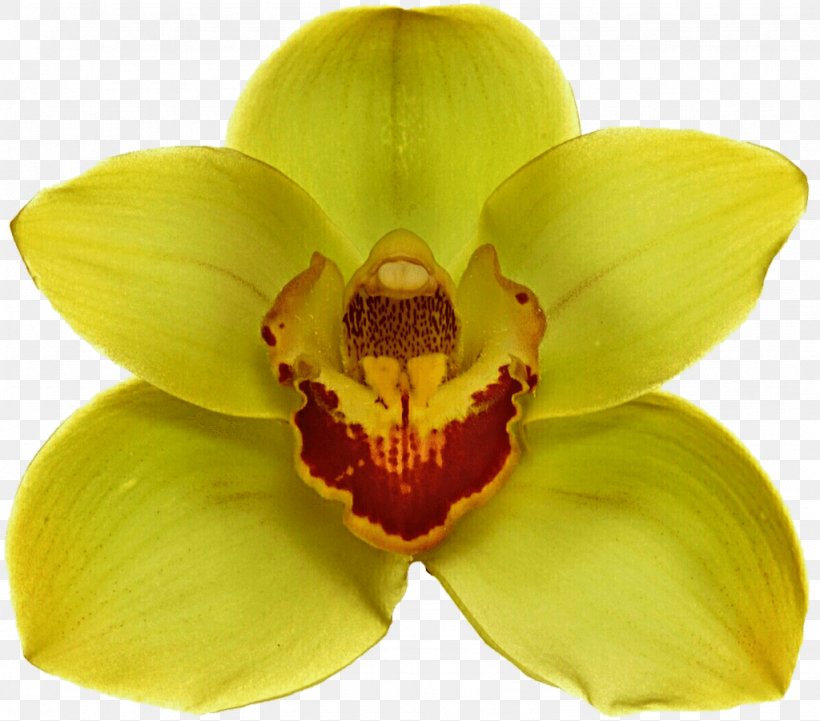 Moth Orchids Yellow Flower, PNG, 1024x901px, Moth Orchids, Cattleya, Cattleya Orchids, Flower, Flower Bouquet Download Free