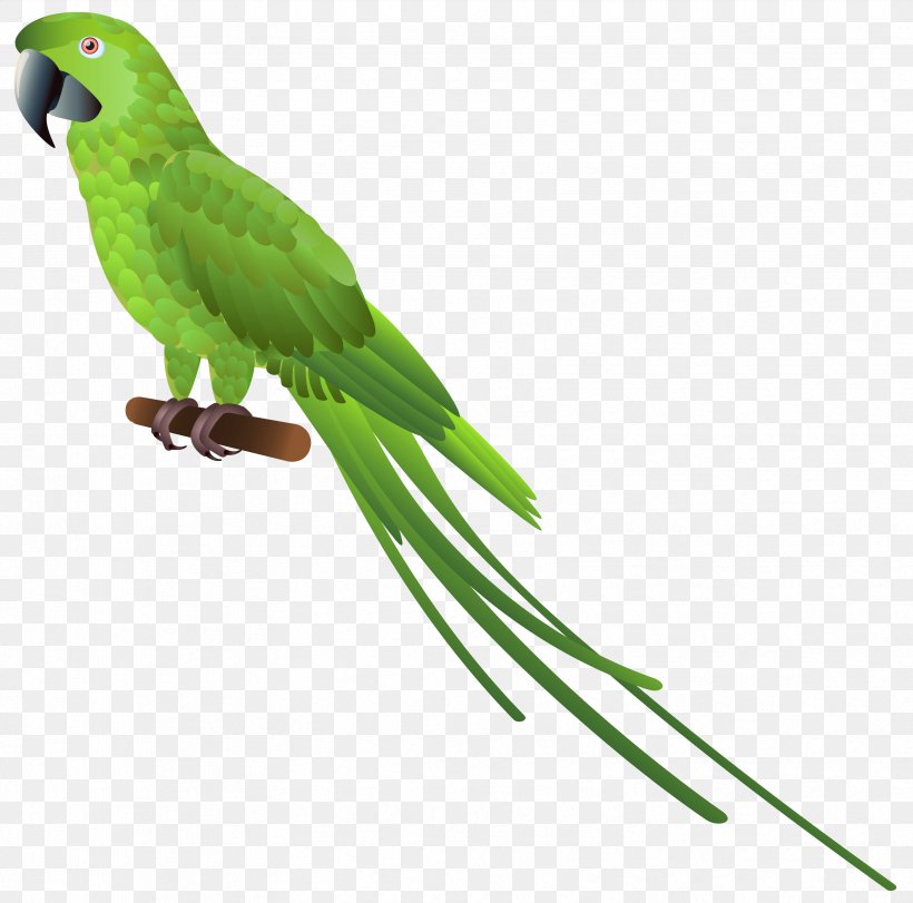 Parrot Lovebird Budgerigar Clip Art, PNG, 3324x3290px, Parrot, Beak, Bird, Blueandyellow Macaw, Budgerigar Download Free
