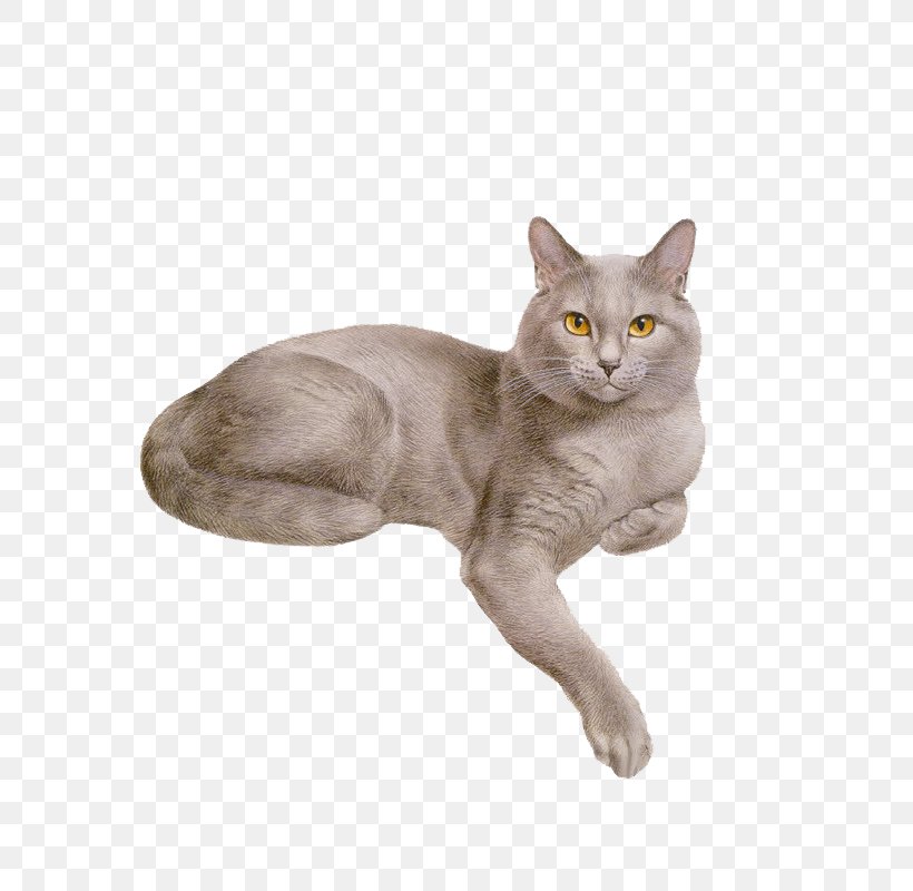 Cat Dog Kitten Animation, PNG, 800x800px, Cat, American Wirehair, Animal, Animation, Asian Download Free