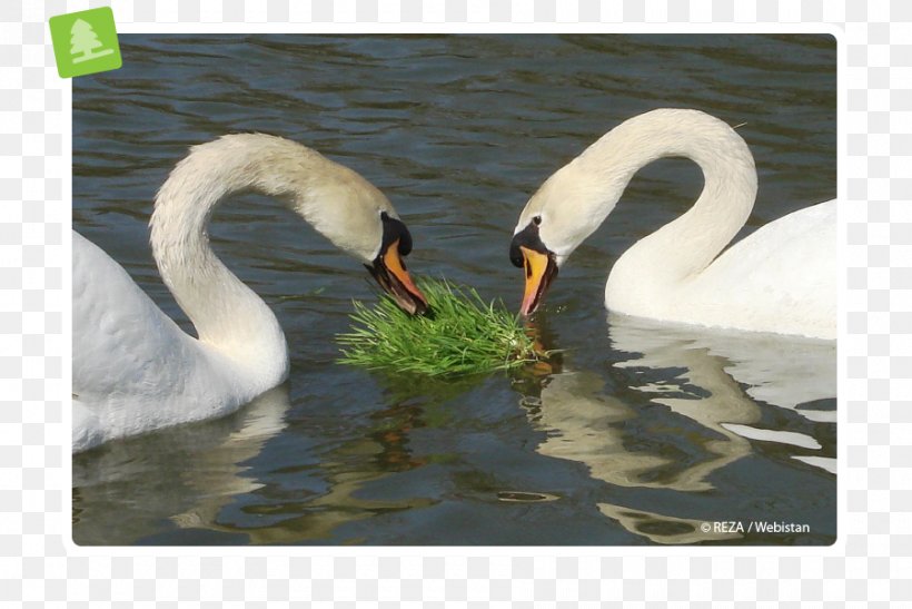 Cygnini Duck Fauna Pond Neck, PNG, 900x601px, Cygnini, Beak, Bird, Duck, Ducks Geese And Swans Download Free