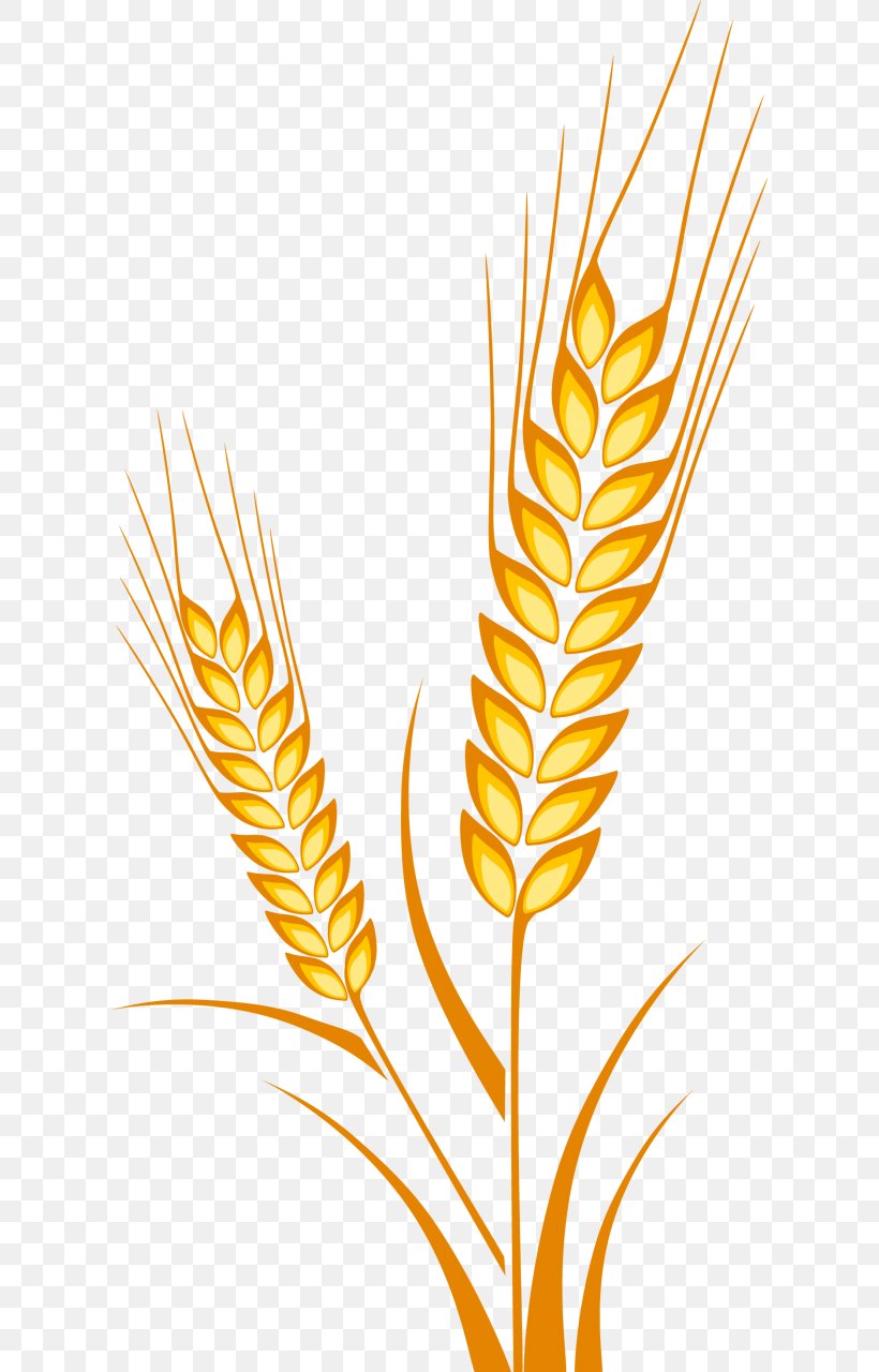 Ear Wheat Drawing Cereal Maize, PNG, 612x1280px, Ear, Almindelig Rug, Avena, Barley, Cereal Download Free