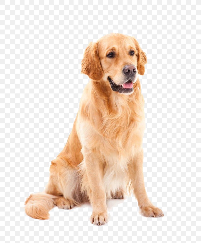Golden Retriever Goldendoodle Yorkshire Terrier Shih Tzu Poodle, PNG, 658x988px, Golden Retriever, Carnivoran, Coat, Companion Dog, Dog Download Free