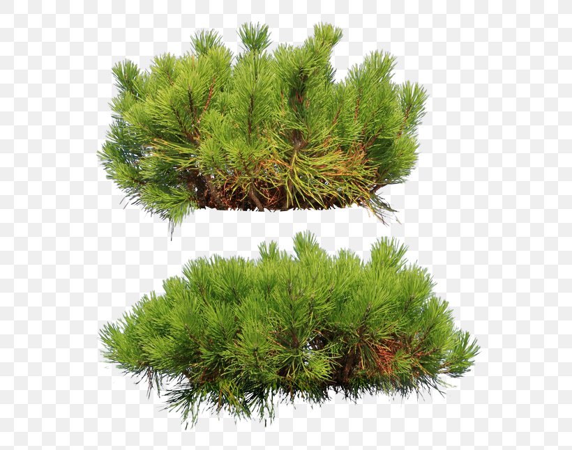 Pine Fir Conifers Evergreen Larch, PNG, 600x646px, Pine, Biome, Blue Spruce, Branch, Conifer Download Free