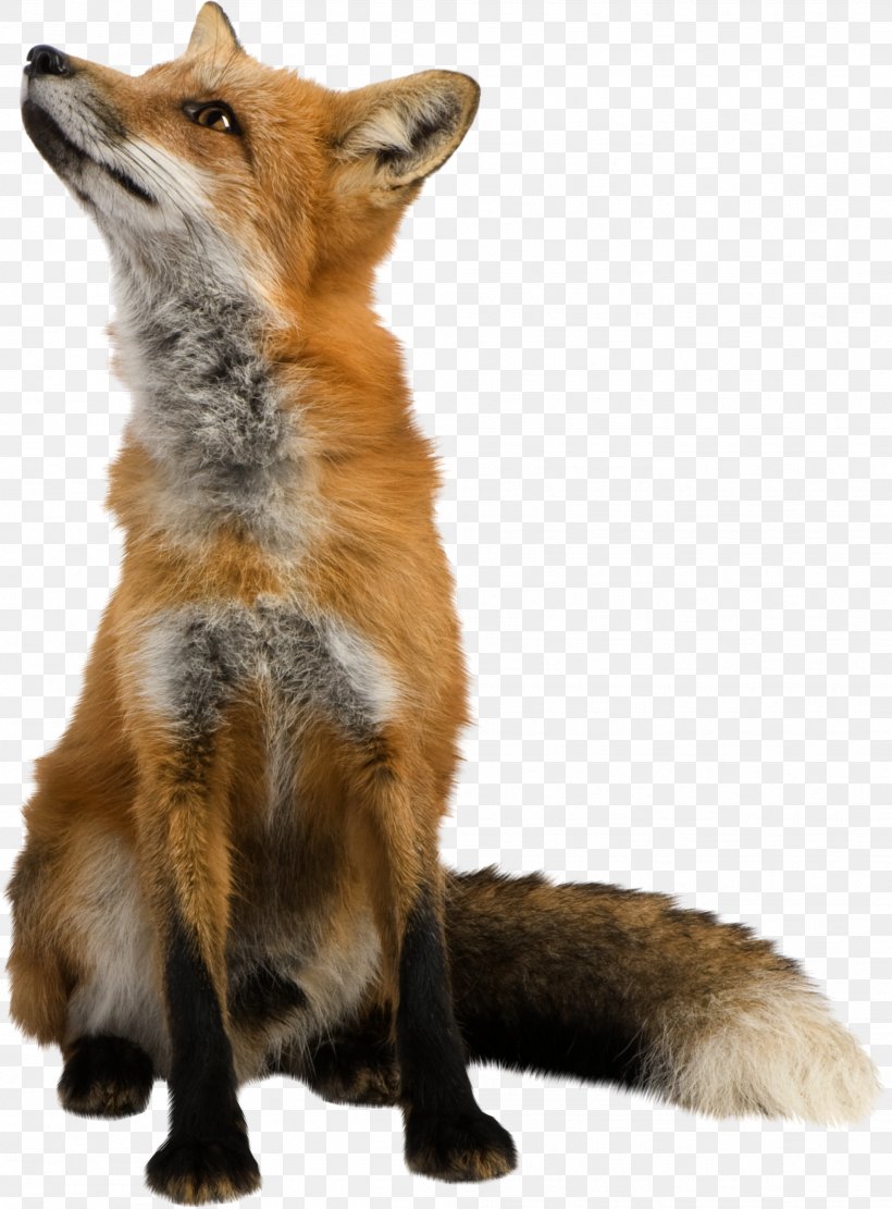 Red Fox Clip Art, PNG, 1973x2674px, Fox, Canidae, Carnivoran, Dhole, Dog Breed Download Free