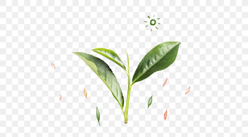 Tea Leaf Green, PNG, 613x454px, Tea, Brand, Designer, Grass, Gratis Download Free