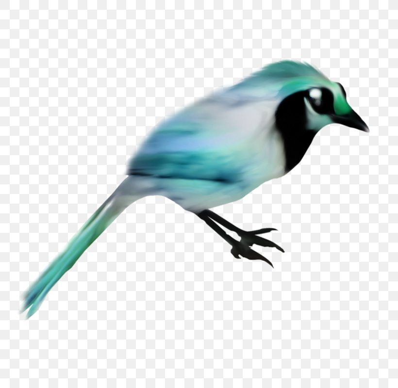 Blue Jay Bird Sky Blue Beak, PNG, 800x800px, 2017, Blue Jay, Animal, Beak, Bird Download Free