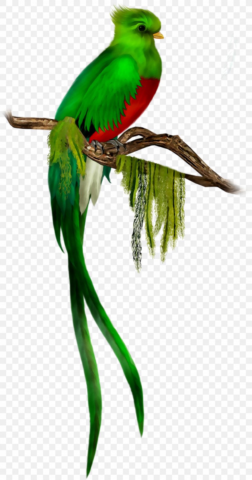 Budgerigar Resplendent Quetzal Bird Macaw Feather, PNG, 1800x3419px, Budgerigar, Bird, Budgie, Common Name, Fauna Download Free