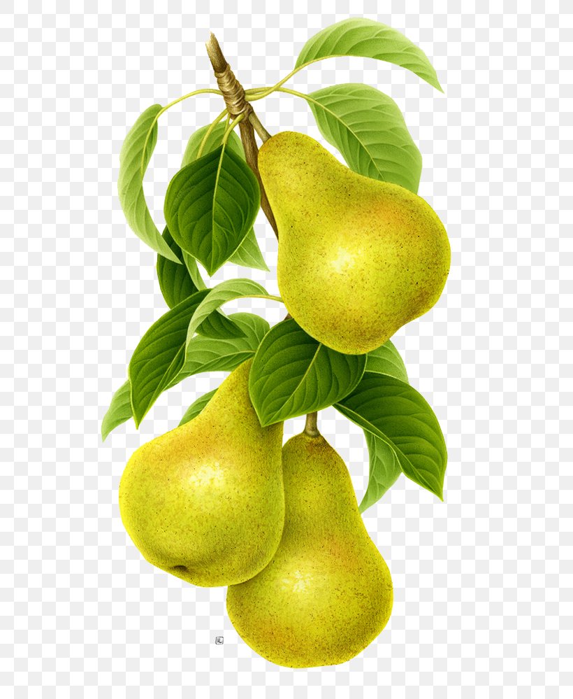 Asian Pear Pyrus Nivalis Fruit, PNG, 611x999px, Asian Pear, Apple, Auglis, Coreldraw, Food Download Free