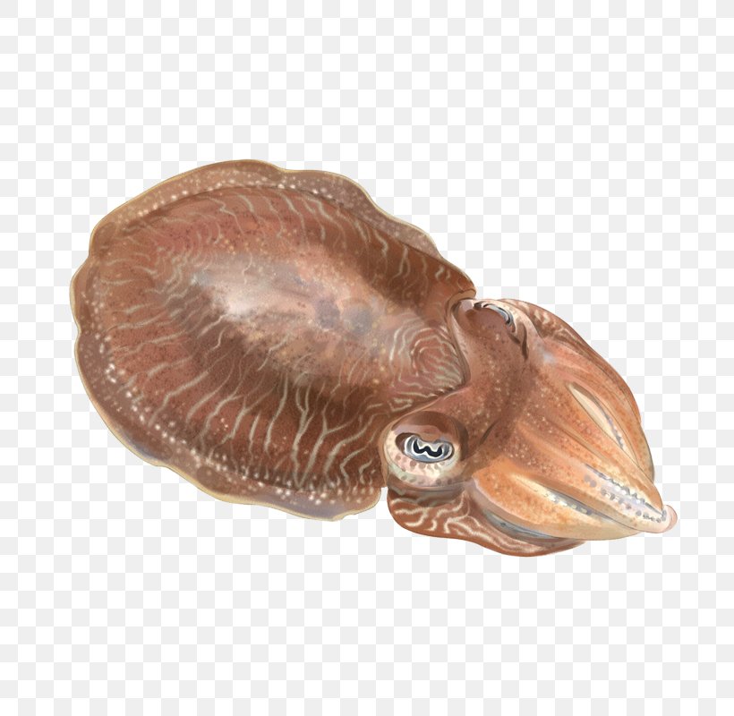 Cuttlefish Cephalopod Mantle Sepiola, PNG, 800x800px, Cuttlefish, Animal, Cephalopod, Cottonwood, Fish Download Free