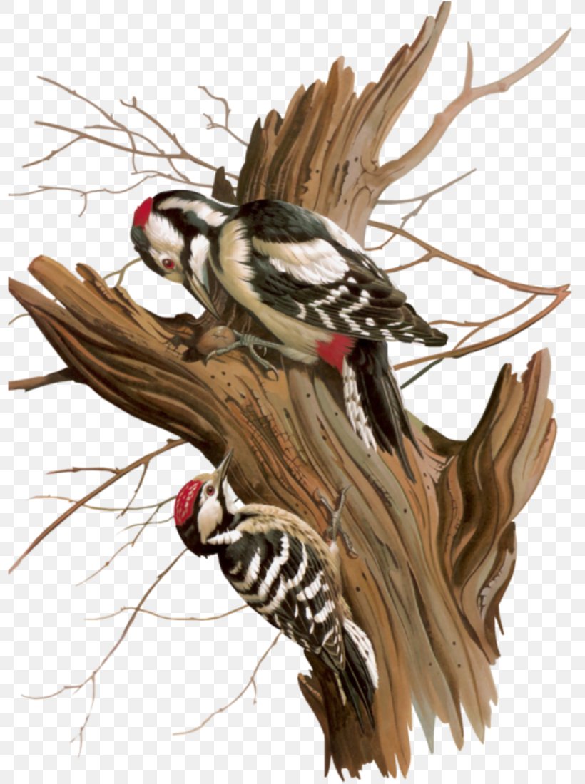 Woody Woodpecker Bird Art, PNG, 800x1100px, Woodpecker, Art, Bird, Claw, Color Download Free