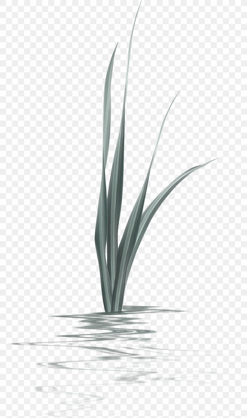 Aquatic Plant, PNG, 1477x2497px, Aquatic Plant, Black And White, Google Images, Grass, Leaf Download Free