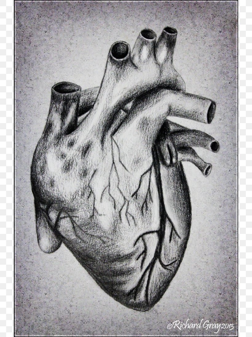 Heart Drawing Anatomy Sketch, PNG, 730x1095px, Watercolor, Cartoon, Flower, Frame, Heart Download Free