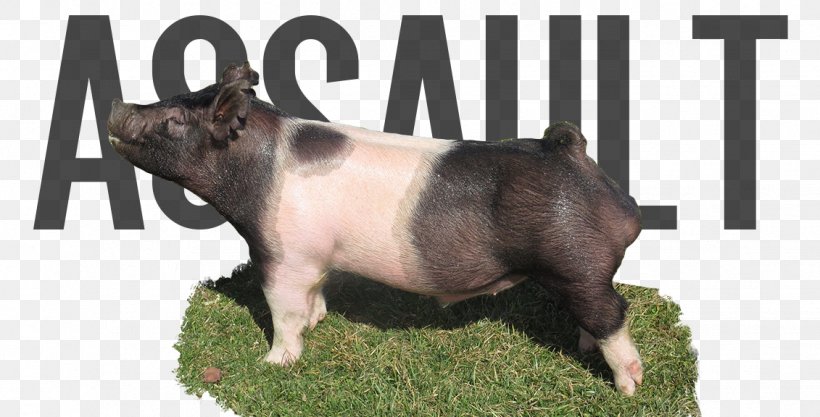 Duroc Pig Berkshire Pig Landrace Breed, PNG, 1131x576px, Duroc Pig, Berkshire Pig, Breed, Dog, Dog Breed Download Free