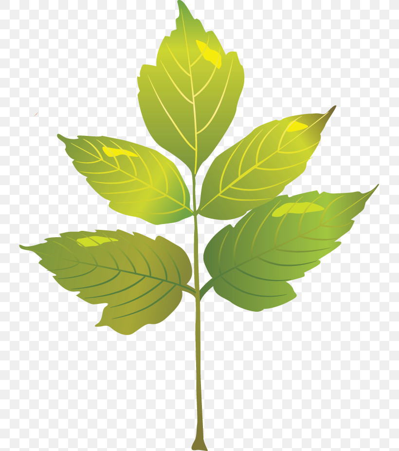 Plant Stem Branch Leaf Herb Plants, PNG, 741x926px, Plant Stem, Biology, Branch, Herb, Leaf Download Free