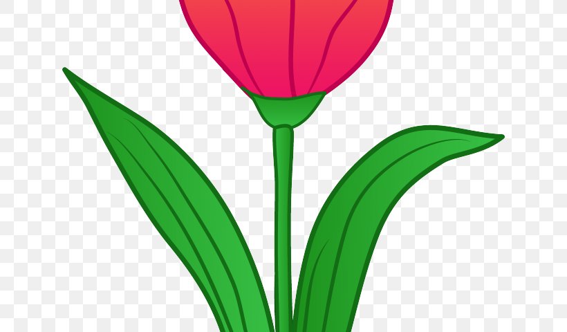 Tulip Clip Art Flower Illustration Drawing, PNG, 640x480px, Tulip, Botany, Cut Flowers, Drawing, Flower Download Free