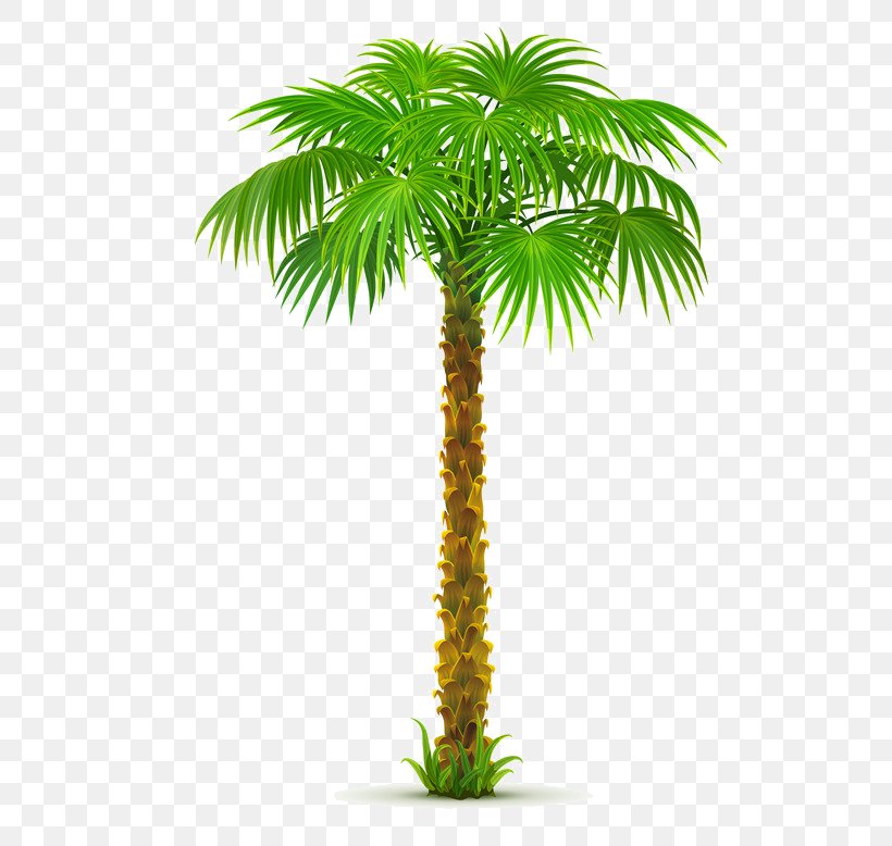 Arecaceae Tree Clip Art, PNG, 516x778px, Arecaceae, Areca Nut, Areca Palm, Arecales, Attalea Speciosa Download Free