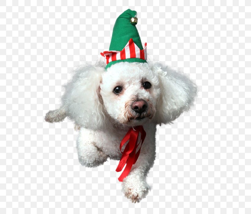Bichon Frise Maltese Dog Miniature Poodle Schnoodle, PNG, 560x700px, Bichon Frise, Bichon, Breed, Carnivoran, Christmas Download Free