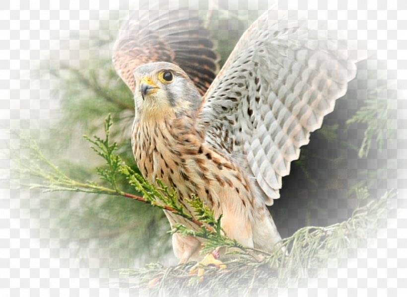 Bird Desktop Wallpaper High-definition Television Widescreen Wallpaper, PNG, 860x628px, 1610, Bird, Beak, Bird Of Prey, Display Resolution Download Free