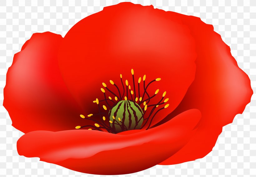 Clip Art Poppy Image Vector Graphics, PNG, 8000x5539px, Poppy, Art, Common Poppy, Coquelicot, Flower Download Free