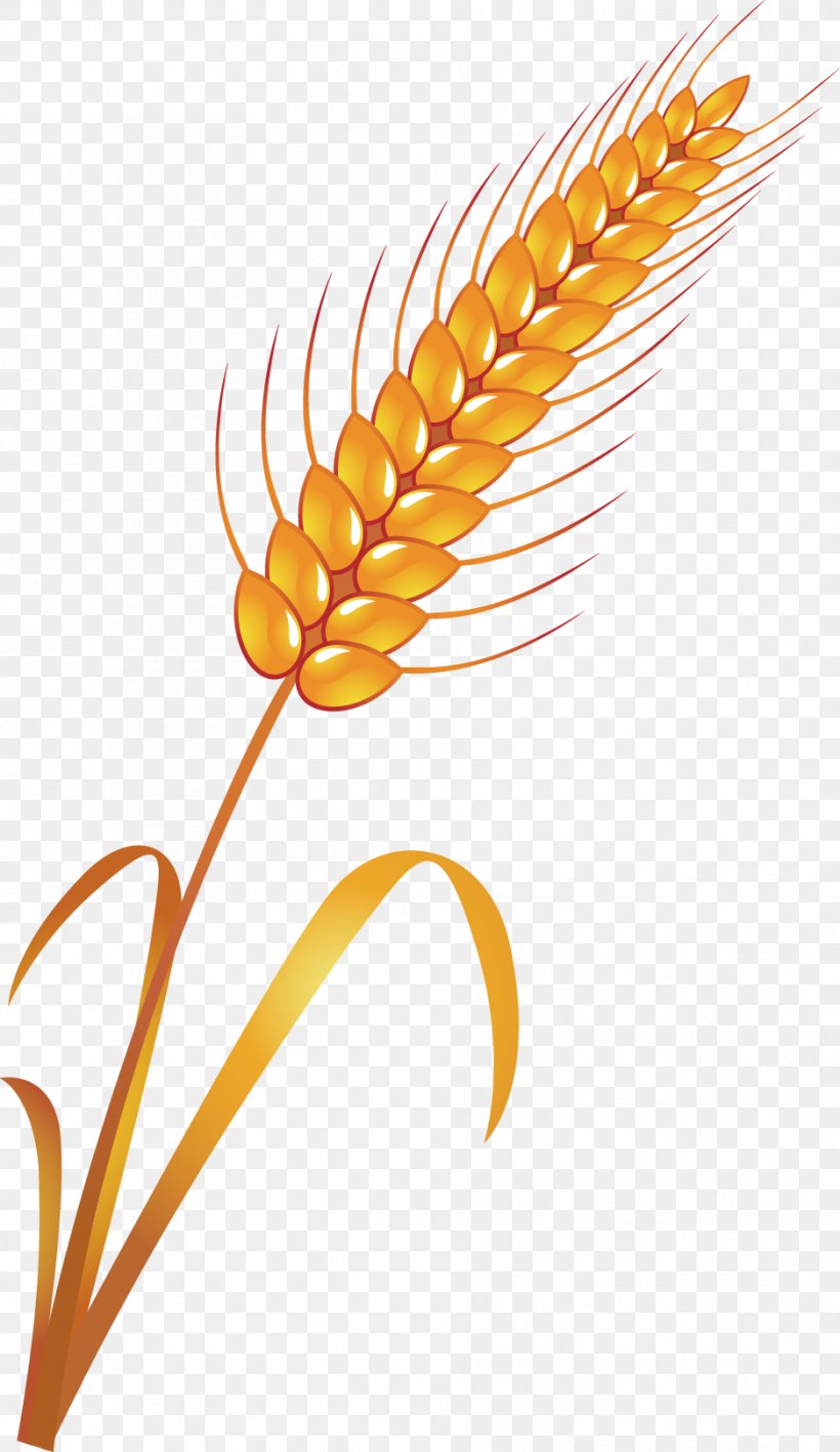 Ear, PNG, 937x1619px, Ear, Beak, Commodity, Grass Family, Maize Download Free