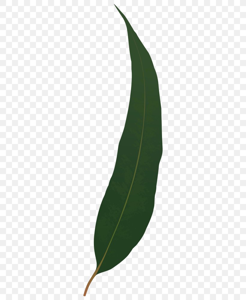 Gum Trees Gumleaf, PNG, 332x1000px, Gum Trees, Branch, Deciduous, Drawing, Gumleaf Download Free