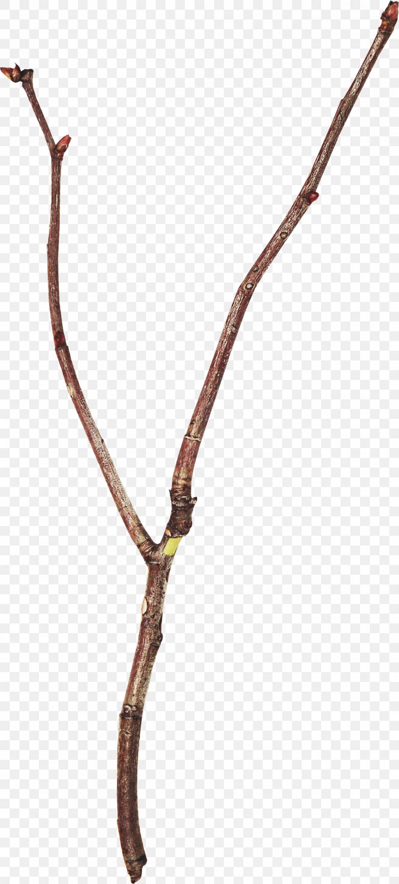 Twig Branch Leaf Tree Clip Art, PNG, 1314x2909px, Twig, Body Jewelry, Branch, Digital Image, Leaf Download Free
