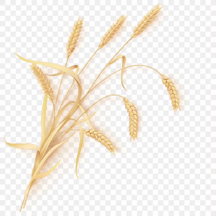 Wheat Beer Emmer Common Wheat Sheaf, PNG, 1024x1024px, Wheat Beer, Cereal, Cereal Germ, Commodity, Common Wheat Download Free