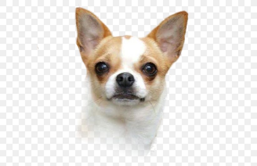 Corgi-Chihuahua Puppy Dog Breed Companion Dog, PNG, 599x531px, Chihuahua, American Kennel Club, Breed, Carnivoran, Companion Dog Download Free
