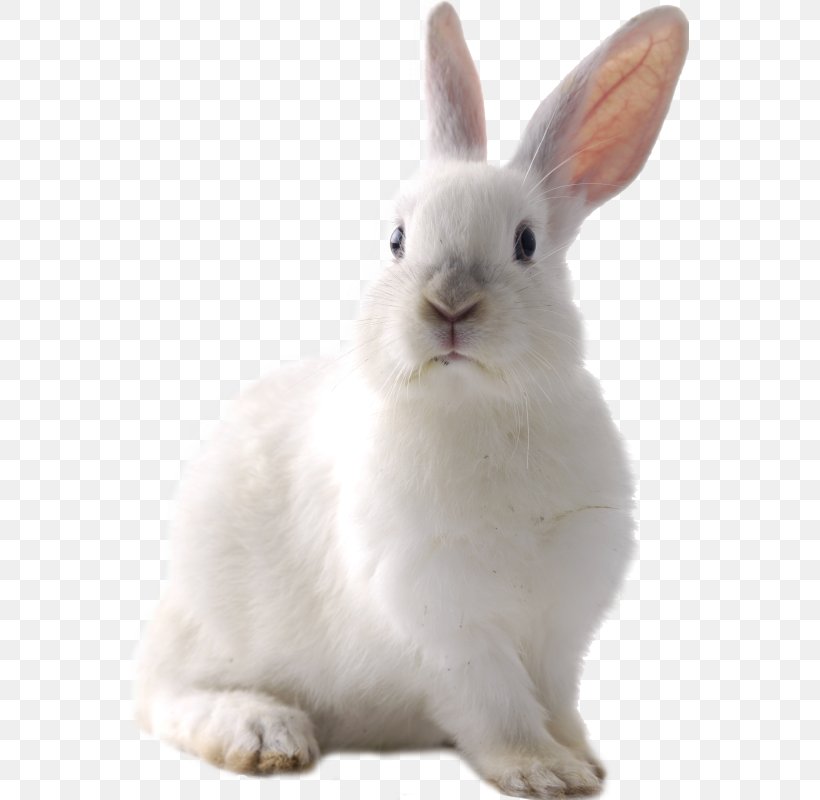 Cruelty-free Domestic Rabbit Hare Easter Bunny, PNG, 559x800px, Crueltyfree, Animal, Cottontail Rabbit, Domestic Rabbit, Easter Bunny Download Free