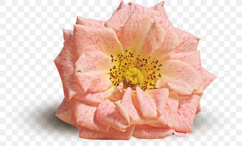 Flower Rose Pink Yellow, PNG, 800x496px, Flower, Bud, Color, Cut Flowers, Flowering Plant Download Free